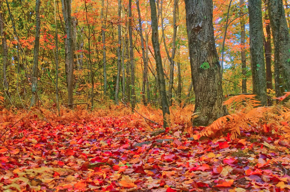 Color in Space Autumn Woods Palette™ inspiration