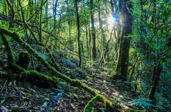 Light on Rainforest Colors