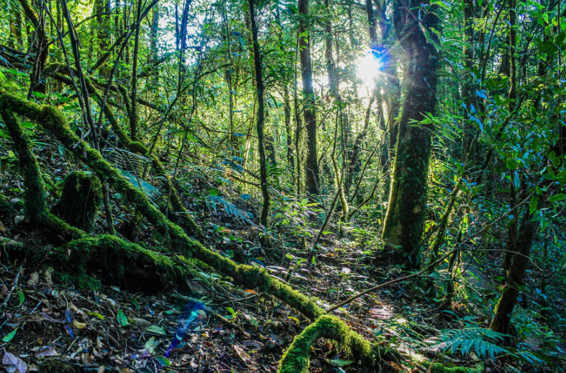 Light on Rainforest Colors