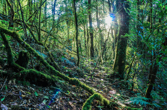 Color in Space Rainforest Palette™ inspiration