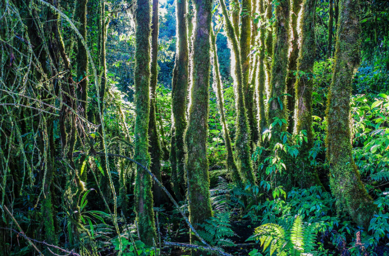 Lush Rainforest Colors