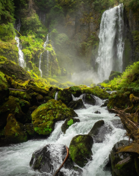 Rainforest Colors