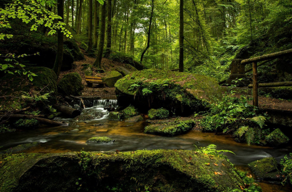 Deep Rainforest Colors