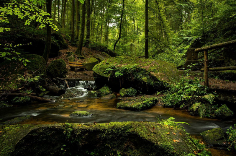 Deep Rainforest Colors