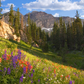 Alpine Meadow Inspiration