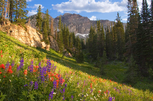 Alpine Meadow Inspiration