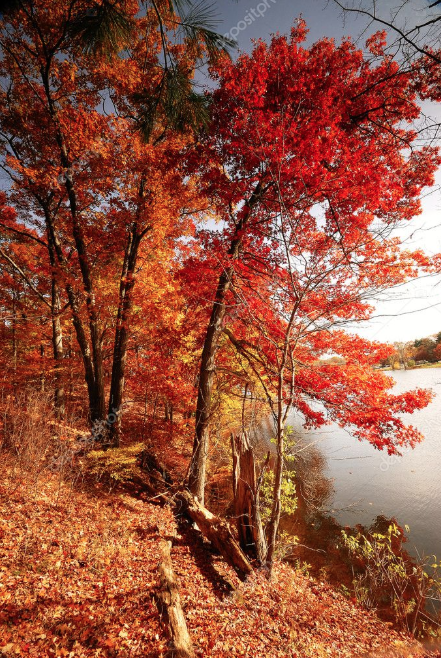 Color in Space Autumn Woods Palette™ inspiration2