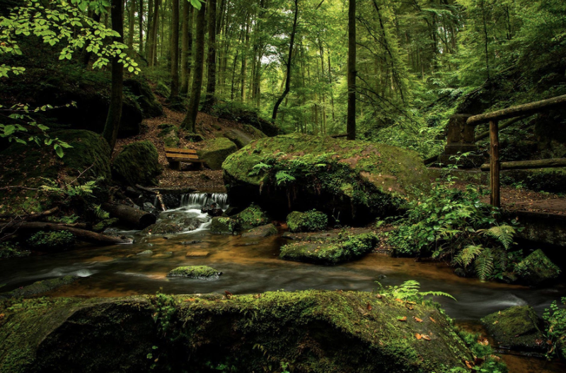 Color in Space Rainforest Palette™ inspiration